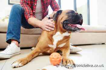 Pet owners warned that dogs and cats are passing drug-resistant bacteria to humans