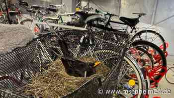 Husch, husch ins Körbchen: Amsel baut Nest im Fahrradparkhaus Rosenheim