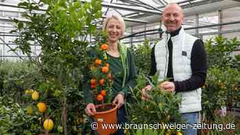 Von Wolfsburger Garten-Profis: 7 heiße Tipps zum Saisonstart