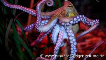 Forscher: Auch Fische, Krabben und Insekten haben Gefühle