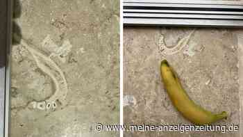 Zahnarzt findet tausende Jahre alten Knochen in Bodenfliese – Kiefer eines Neandertalers?