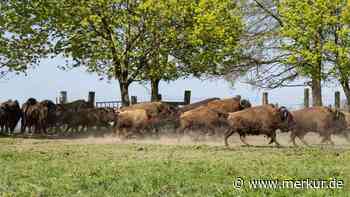 Wildest-Gefühl in Sickenhausen: Rund 100 Bisons beziehen bei Josef Wiesheu ihr Sommerquartier