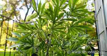 Cannabis: Ampel will Legalisierungsgesetz offenbar deutlich verschärfen