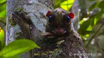 Rätselhaftes Tiervideo: Welches niedliche Geschöpf macht hier erste Kletterversuche?