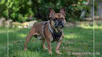 Fundhund, kurzzeitig vermittelt und nun zurück im Tierheim: „Hugo sucht endlich ein Zuhause“