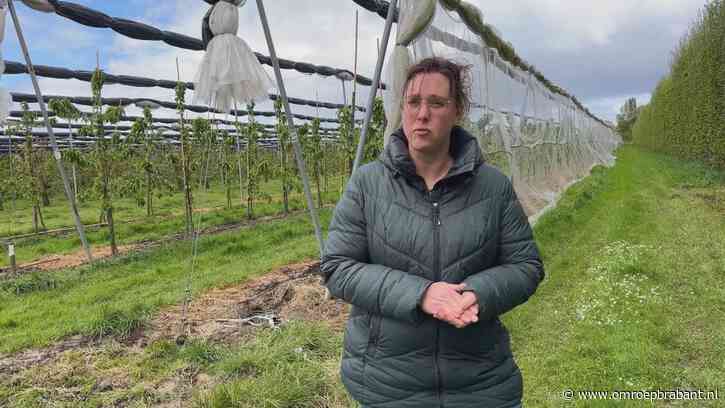 Kersentelers vrezen voor hun toekomst door verbod op bestrijdingsmiddelen