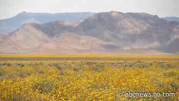 WATCH:  Tourists flock to see Death Valley in bloom