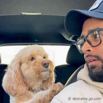 WATCH:  Watch this dog that can solve math problems with her paw