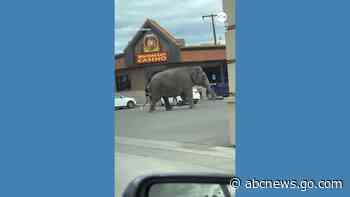 WATCH:  Escaped circus elephant stops traffic in Montana