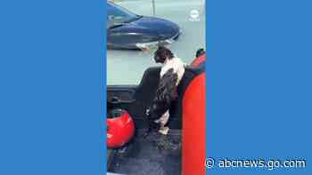 WATCH:  Cat rescued from Dubai flooding after clinging to car door