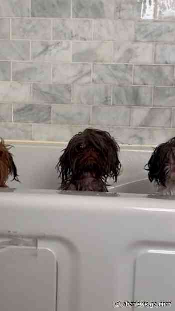 WATCH:  3 shih tzus pop their heads up above a tub mid-bath