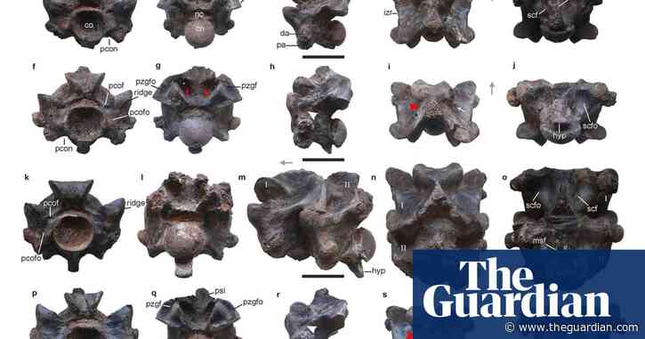 Fossil of ‘largest snake to have ever existed’ found in western India