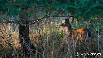 3 B.C. hunters fined, banned for killing wildlife out of season