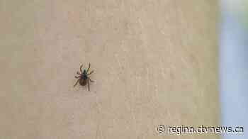 Sask. residents encouraged to take precautions heading into tick season
