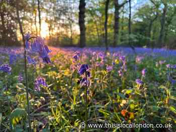 Best bluebell displays a short drive from Romford in Essex