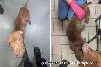 Stray dog rescued by RSPCA after being found in Burnley
