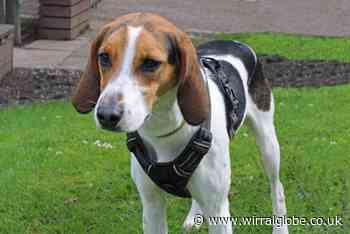 Wirral Globe dog of the week: Mabel needs 'perfect' home