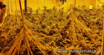 Inside the 'high end' cannabis factory hidden on a Hull residential street that was busted by suspicious neighbours
