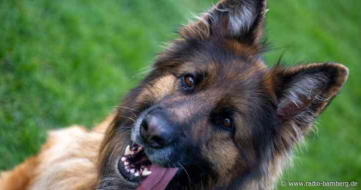 Heiß geliebt und umstritten – Der deutsche Schäferhund