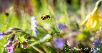 Garten im Mai: Welche Arbeiten jetzt anstehen
