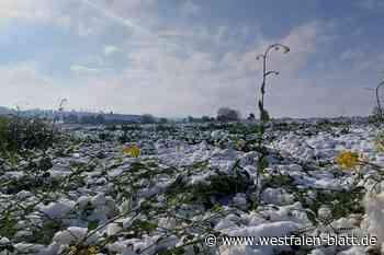 Wintereinbruch in OWL: Unfälle und umgestürzte Bäume