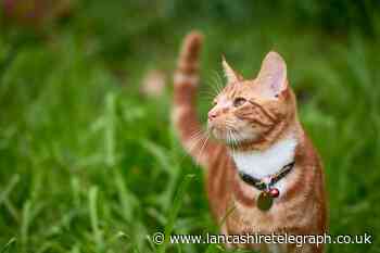 Does my cat need a collar? Blue Cross on rules and advice