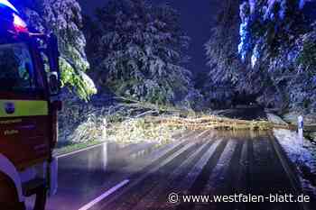 Bäume stürzen in Vlotho unter der Schneelast um