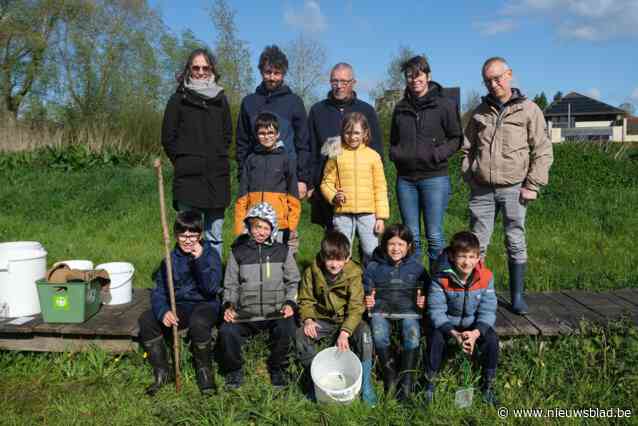 Jaarlijkse monitoring van kamsalamander in De Kam zorgt voor bemoedigende resultaten: “Weinig mensen beseffen hoe bijzonder dit is”