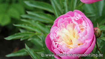 Königin des Frühlings: Kennen Sie schon diese fünf Fakten über Pfingstrosen?