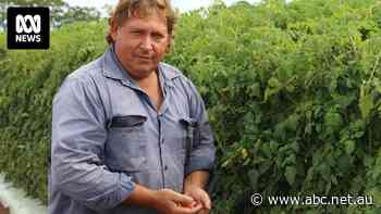 Farmers seek protection from 'mafia tactics' of big supermarkets