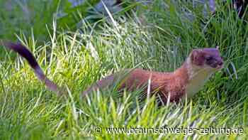 Mini-Jäger in Neuseeland getötet – Suche kostet Vermögen