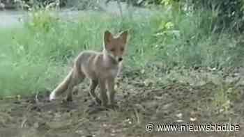 Vosje gesignaleerd op grens van Hoboken en het Kiel