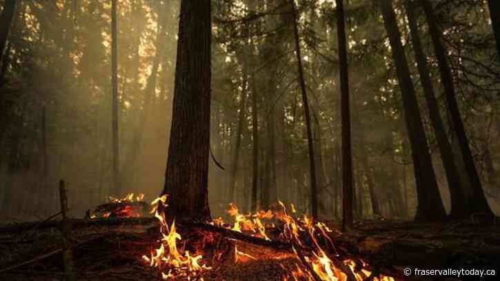 Multiple early season wildfires burning in B.C.’s Cariboo and Prince George regions