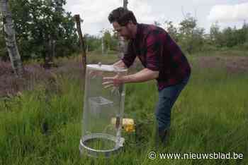 Equivalent aan koolstof van 100.000 auto’s zit opgeslagen in Kempens veengebied: Antwerpse Zoo meet broeikasgassen in De Zegge