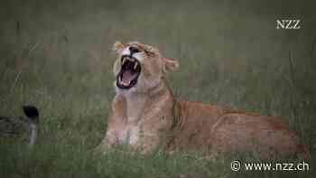 Mehr Hilton und Marriott für Afrika: Der Tourismus boomt, und Luxushotelketten haben grosse Pläne auf dem Kontinent