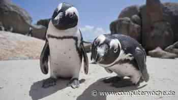 4 Linux-Befehle für mehr Server-Einblick