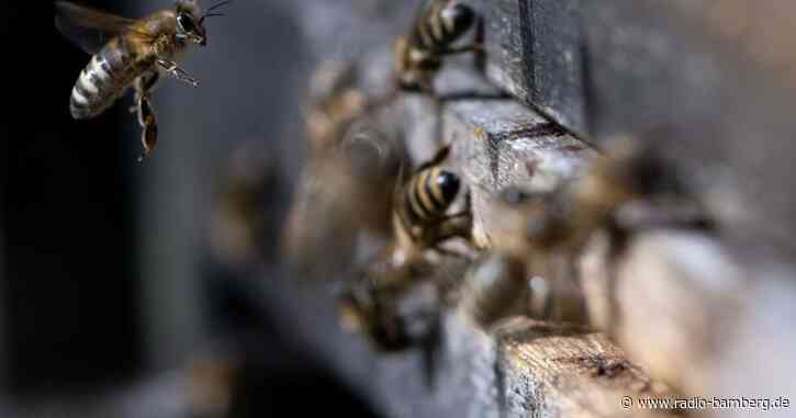Nach Ausbruch von Bienenseuche: Sperrzonen eingerichtet