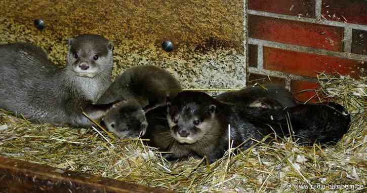 Zwergotter-Nachwuchs im Tierpark Neumünster