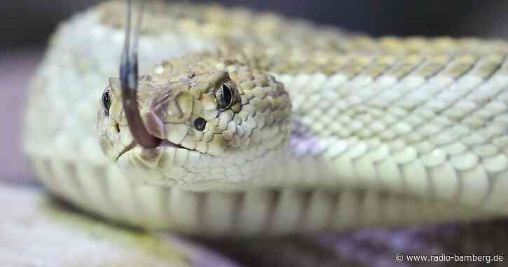 Ärzte in Australien: «Keine Giftschlangen mitbringen»