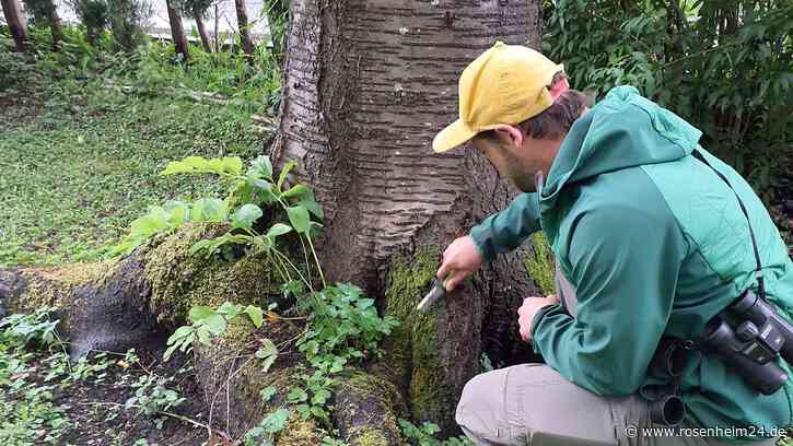 Asiatischer Moschusbockkäfer im Kreis Rosenheim aktiv – „bevorzugt Steinobst-Gehölze“