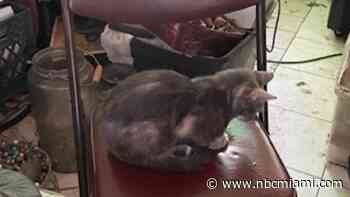 Florida woman arrested after officials find 28 live animals, 5 dead cats in her home