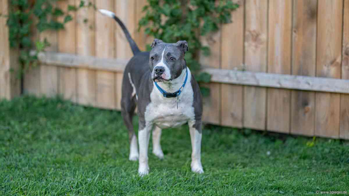 Kampfhund-Attacke in Salerno/Italien: Zwei Pitbulls beißen Kleinkind zu Tode
