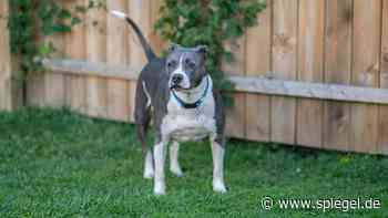 Kampfhund-Attacke in Salerno/Italien: Zwei Pitbulls beißen Kleinkind zu Tode