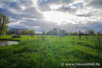 11.247 nieuwe bomen in Berlaar sinds 2019: “Een boom per inwoner”
