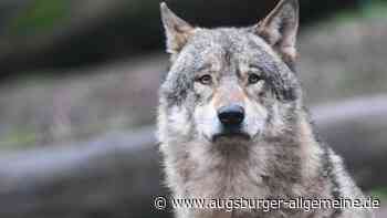 War es wieder ein Wolf? Drei Schafe totgebissen