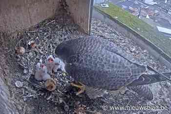 Voor het eerst in zeventien jaar geen nieuwe Mortselse slechtvalken: drie kuikens overlijden op twee dagen tijd
