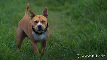 Aus Armen des Onkels gerissen: Zwei Pitbulls töten Kleinkind