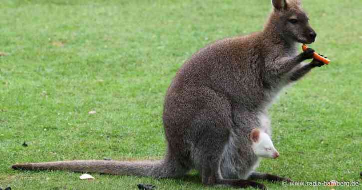 Erneut schneeweißer Känguru-Nachwuchs in Marlow