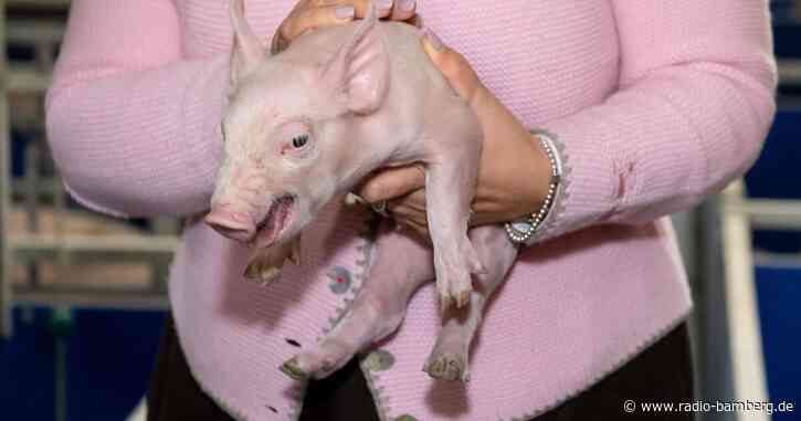 Rund 1000 Landwirte beantragen Förderung für mehr Tierwohl