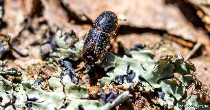 Schutzzone im Nationalpark Bayerischer Wald wird verändert